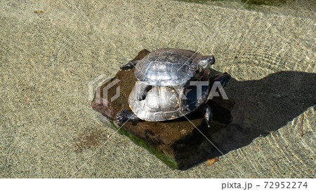 由比本陣公園前の亀 由比宿 の写真素材