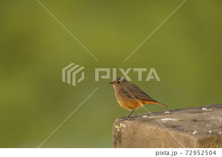 Black redstart or Phoenicurus ochruros small bird portrait with natural green background during winter migration at keoladeo national park or bharatpur bird sanctuary rajasthan india 72952504