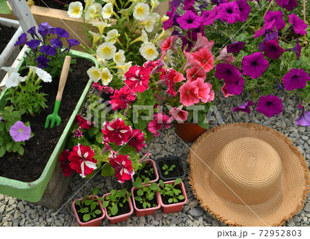 Top view of blooming petunia in flowerpots, straw hat and sprouts in greenhouse. Vintage botanical background with plants, home hobby still life with gardening objects and nature. 72952803