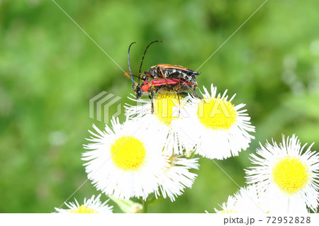 ベニカミキリの上に乗るツマグロハナカミキリ ベニカミキリの上に乗るツマグロハナカミキリ 72952828