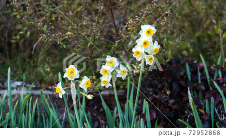 薩埵峠に咲く水仙の花 72952868