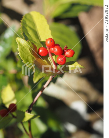 センリョウの果実 72952922