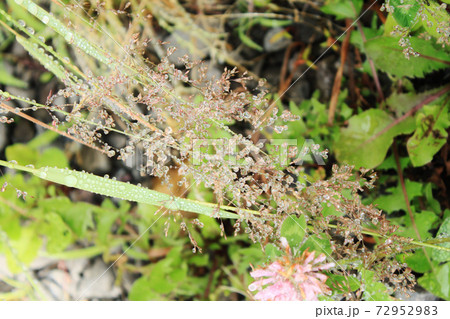 木の葉 葉 草の葉 72952983