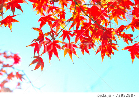 もみじの紅葉 72952987