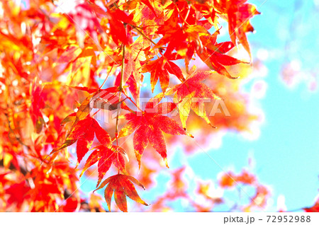 もみじの紅葉 もみじの紅葉 72952988