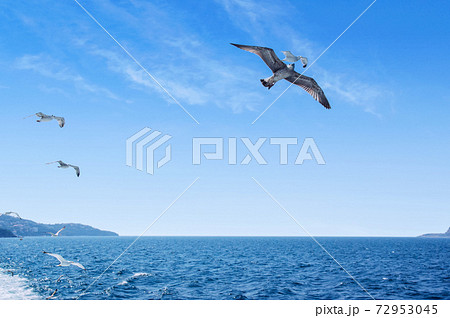 seagulls flying over the sea 72953045