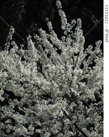 三多気の桜 72953121