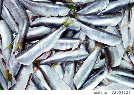Fresh crude anchovies 72953122