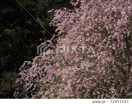 三多気の桜 三多気の桜 72953167