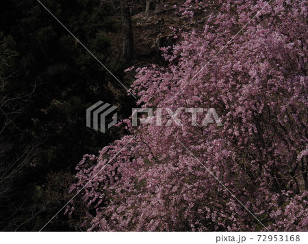 三多気の桜 三多気の桜 72953168