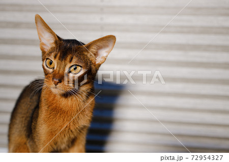 Young Abyssinian cat looking away against white background 72954327