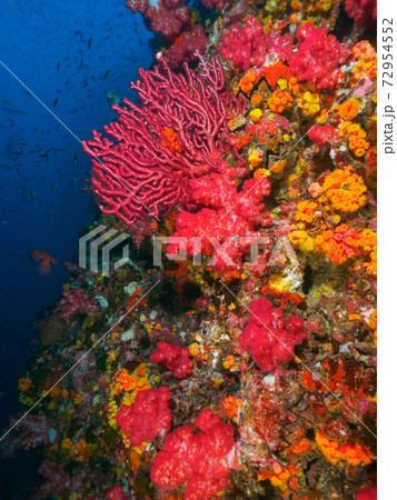 色鮮やかな珊瑚に覆われた海中の岩壁 リチェリューロック スリン諸島 タイ王国 の写真素材