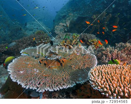 健康な珊瑚(ハナバチミドリイシ等)の群生地 (シミラン諸島、タイ王国) 72954565