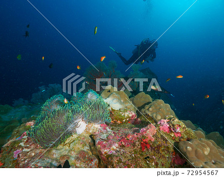 珊瑚礁とダイバー (タチャイ島、シミラン諸島、タイ王国) 珊瑚礁とダイバー (タチャイ島、シミラン諸島、タイ王国) 72954567