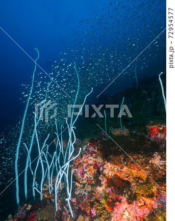 珊瑚(リュウキュウミゾヤギ等)と魚群(キンメモドキ) (ボン島、シミラン諸島、タイ王国) 72954577