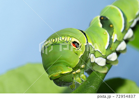 ナミアゲハ アゲハ の幼虫 5齢 飼育 の写真素材