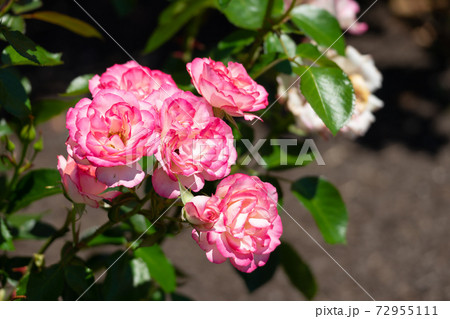 薔薇 ニコル 薔薇 ニコル 72955111