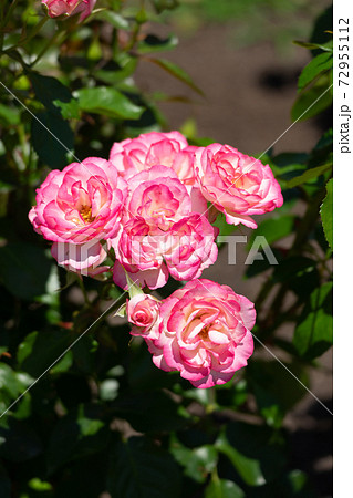 薔薇 ニコル 薔薇 ニコル 72955112