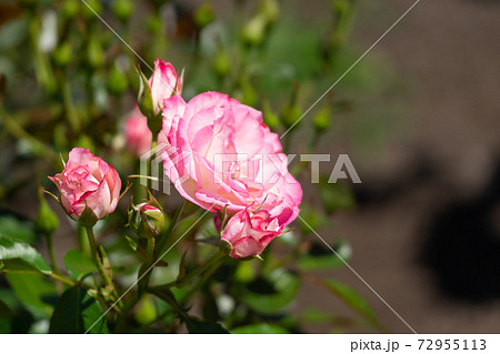 薔薇 ニコル 薔薇 ニコル 72955113