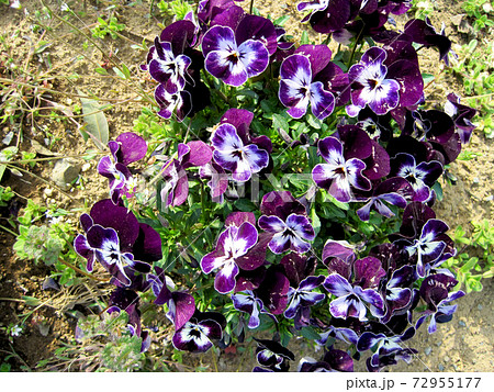 紫色のビオラの花の写真素材