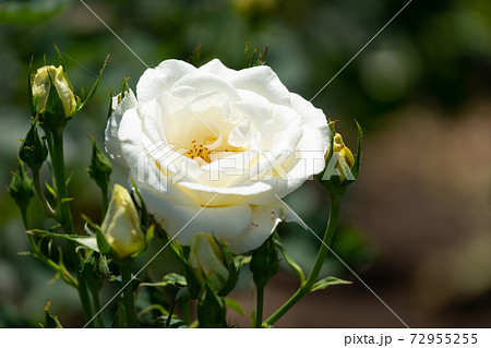 白ばら ホワイトクリスマスの写真素材