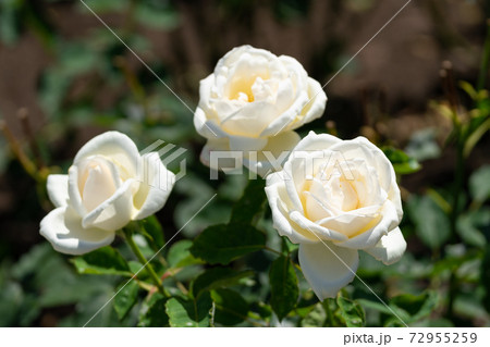 白ばら ホワイトクリスマスの写真素材