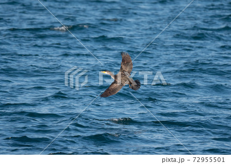 上面を見せて飛翔するウミウ 72955501