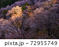 吉野山の桜 72955749