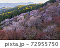 吉野山の桜 72955750