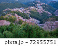 吉野山の桜 72955751