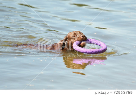 Dog breed Labrador  72955769