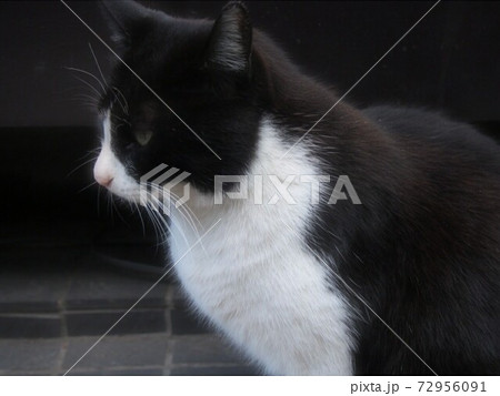 横顔の猫 横顔の猫 72956091