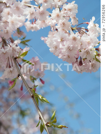 枝垂れ桜 枝垂れ桜 72956266