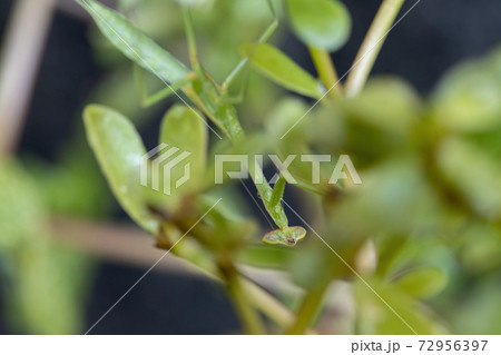 Small Mantid subadult Small Mantid subadult 72956397