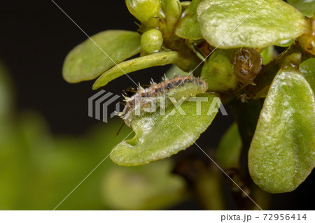 Caterpillar eating a Common Purslane plant Caterpillar eating a Common Purslane plant 72956414