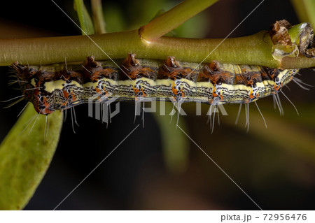 Caterpillar eating a Common Purslane plant 72956476