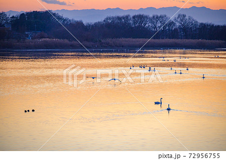 白鳥の飛来地　多々良沼　群馬館林市 72956755