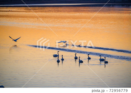 白鳥の飛来地　多々良沼　群馬館林市 72956779