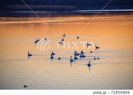 白鳥の飛来地　多々良沼　群馬館林市 72956809