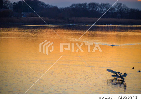 白鳥の飛来地 多々良沼 群馬館林市 白鳥の飛来地 多々良沼 群馬館林市 72956841