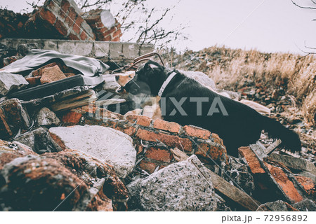 Dog looking for injured people in ruins after earthquake . Dog looking for injured people in ruins after earthquake . 72956892