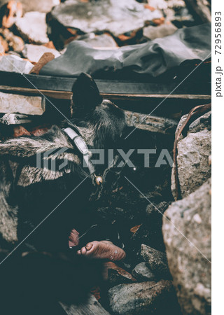 Dog looking for injured people in ruins after earthquake . Dog looking for injured people in ruins after earthquake . 72956893