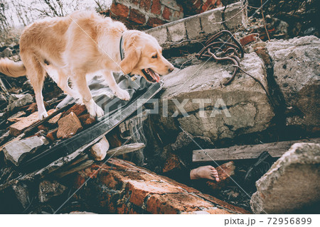 Dog looking for injured people in ruins after earthquake . Dog looking for injured people in ruins after earthquake . 72956899