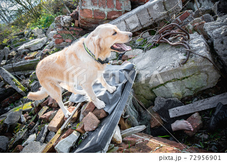Dog looking for injured people in ruins after earthquake . Dog looking for injured people in ruins after earthquake . 72956901