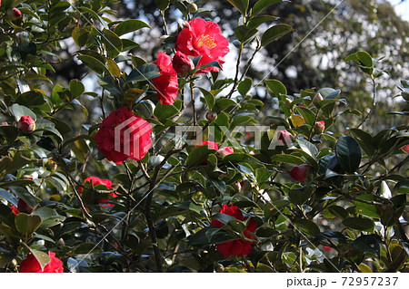 ＊　ツバキ　＊　椿　＊　つばき　＊　THUBAKI　＊　 72957237