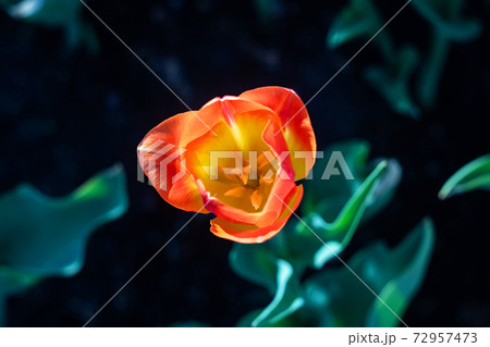 Yellow tulip against the backdrop of greenery, top view 72957473