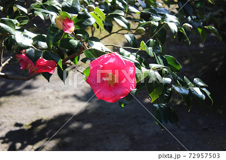 * ツバキ * 椿 * つばき * THUBAKI * * ツバキ * 椿 * つばき * THUBAKI * 72957503