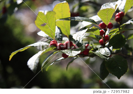 フルーツ 果物 葉 72957982