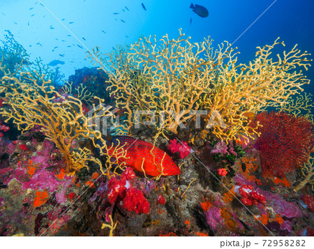 黄色い珊瑚(イバラヤギの仲間)とユカタハタ (リチェリューロック、スリン諸島、タイ王国) 黄色い珊瑚(イバラヤギの仲間)とユカタハタ (リチェリューロック、スリン諸島、タイ王国) 72958282