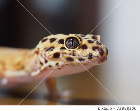 Leopard gecko (Leopard gecko) also has a face... - Stock Photo
